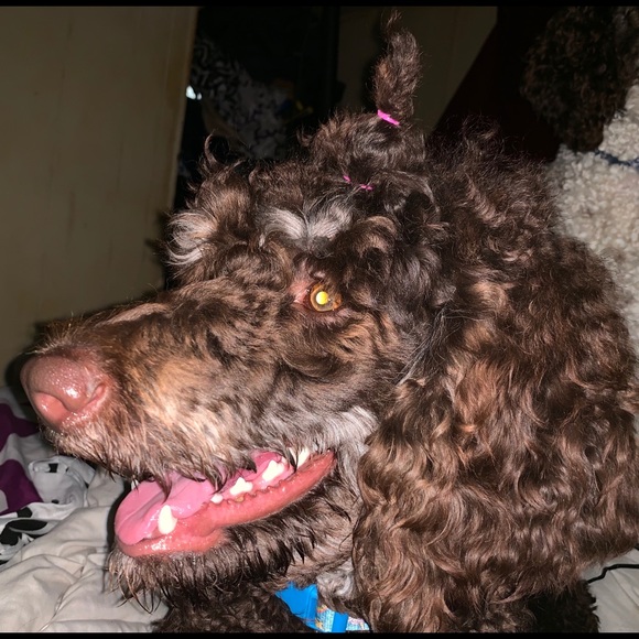 Meet your Posher, Jamie - Picture 4 of 5